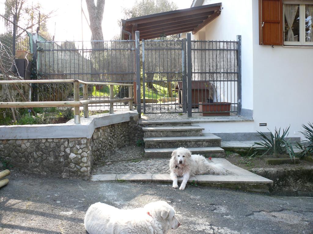Villetta Aleanto Mentana Bagian luar foto